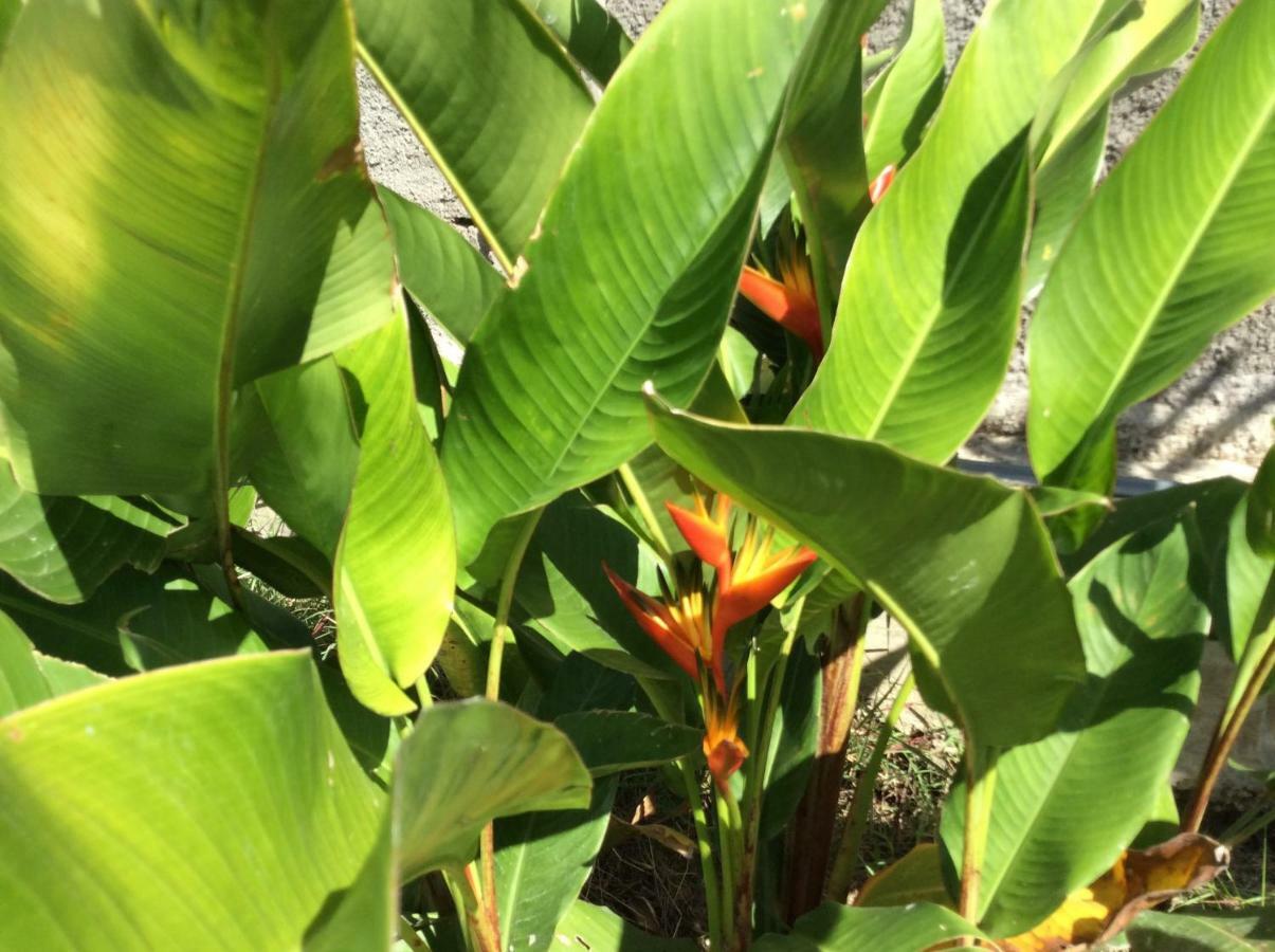 Gite Les Jardins D'Enoha Anse-Bertrand Bagian luar foto
